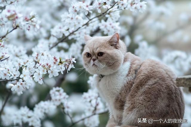 猫咪主动靠近你什么预兆啊（猫咪主动靠近你什么预兆啊图片）