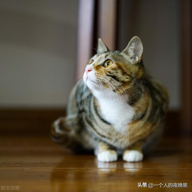 猫咪主动靠近你什么预兆啊（猫咪主动靠近你什么预兆啊图片）